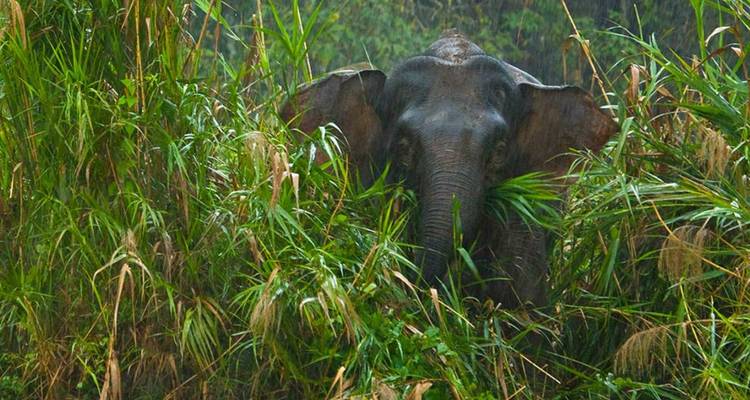 Un éléphant partiellement caché parmi les hautes herbes et les buissons.