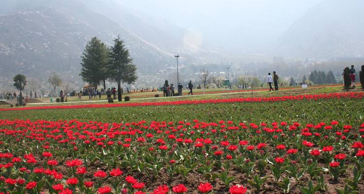 Buntes Blumenfeld mit spazierenden Menschen, umgeben von Bergen.