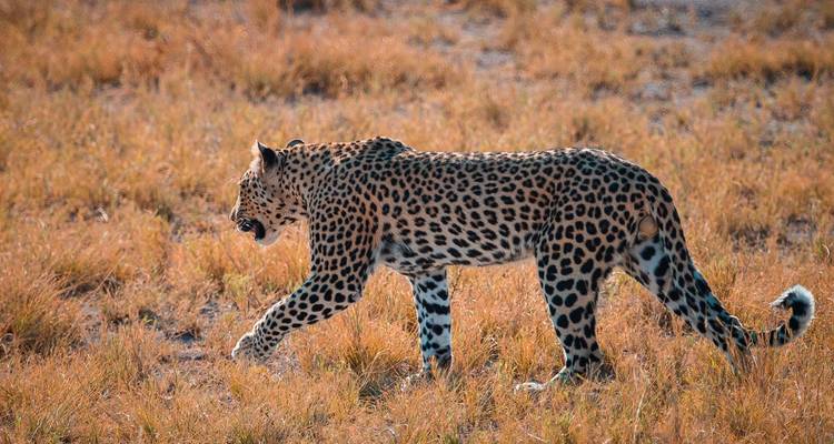 Un léopard marchant à travers la savane.