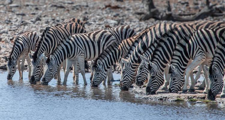 Groupe de zèbres buvant de l'eau à un point d'eau.