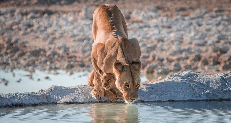 Une lionne et son petit buvant à un point d'eau.