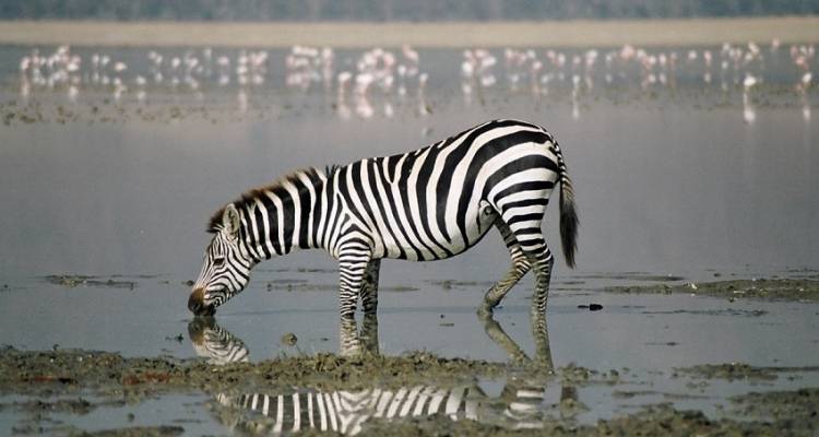 Kenya Tanzania Adventure - Acacia Adventure Holidays