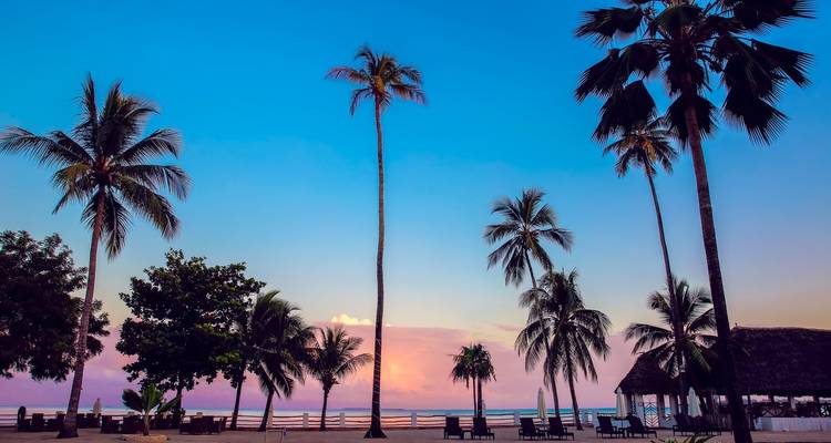Tropical sunset view with palm trees and ocean.