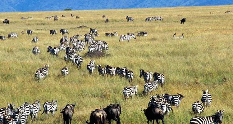 Wandernde Zebras und Gnus durch die Savanne.