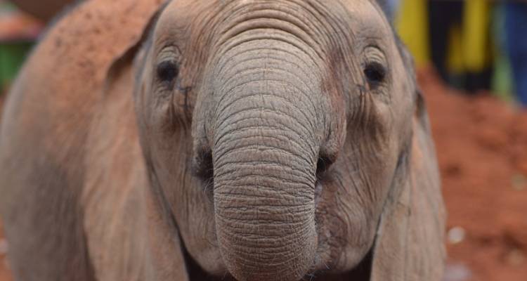Game Parks and Gorillas - Acacia Adventure Holidays