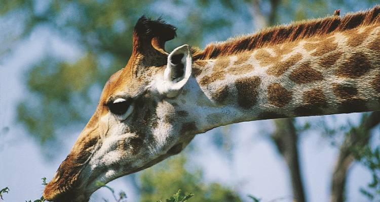 Kenya to Cape Town - Acacia Adventure Holidays