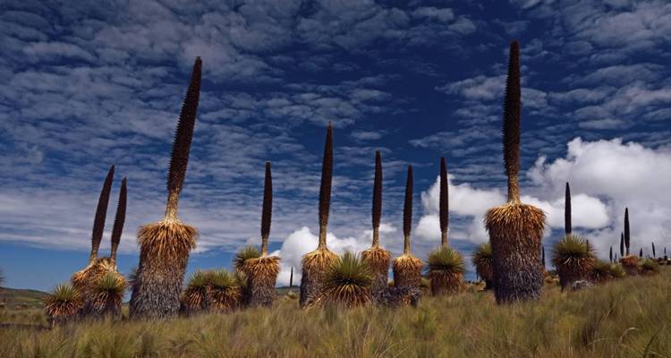 Einzigartige hohe Pflanzen unter einer lebendigen Himmelslandschaft.