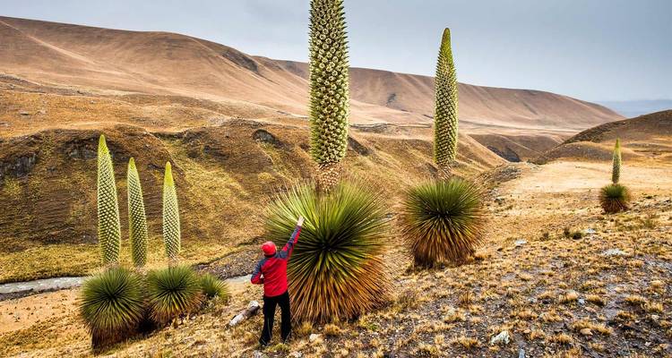 Wanderer bewundert hohe Pflanzen in einer abgelegenen Landschaft.
