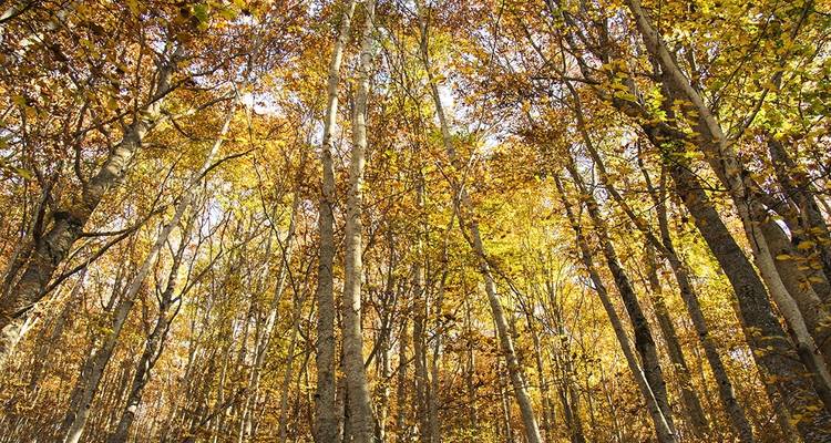 Scène de forêt d'automne avec des feuilles jaune vif et de grands arbres.