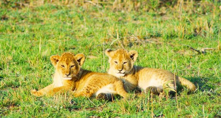Adorable lion cubs resting on grass in the Maasai Mara.