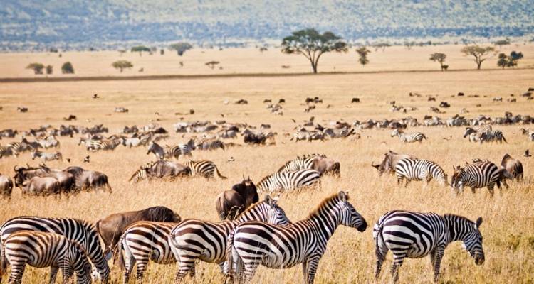 Ultimate African Overlander - Acacia Adventure Holidays