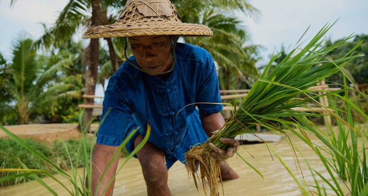 Agricultor con sombrero de paja plantando plántulas de arroz verde en un arrozal lodoso.