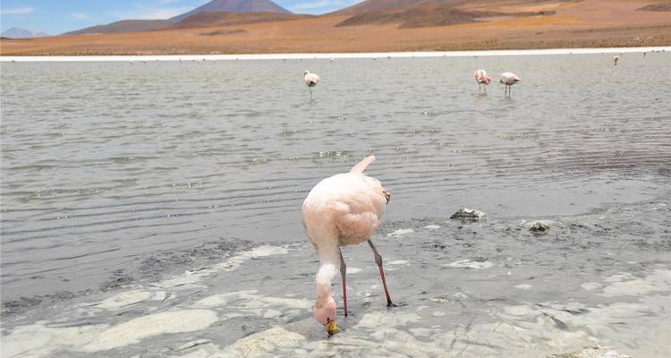 Rosa Flamingo, das in einer flachen Andenlagunen mit Bergen im Hintergrund frisst