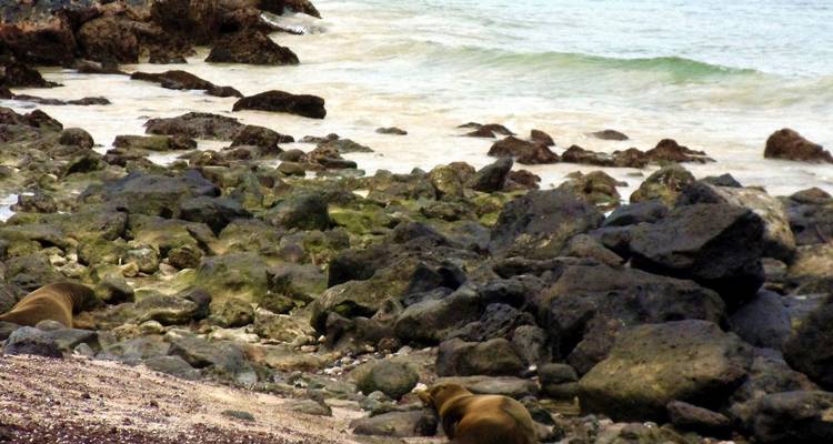 Rocky shore with two sea lions near the ocean.