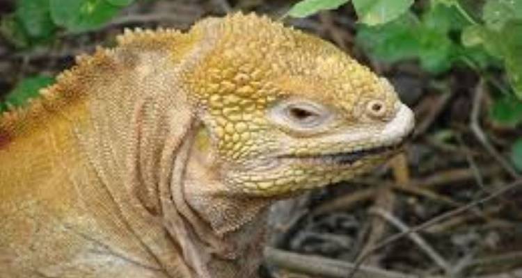Close-up of an iguana's head with foliage in the background.