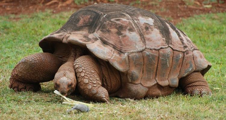 Giant tortoise eating grass in a natural setting.