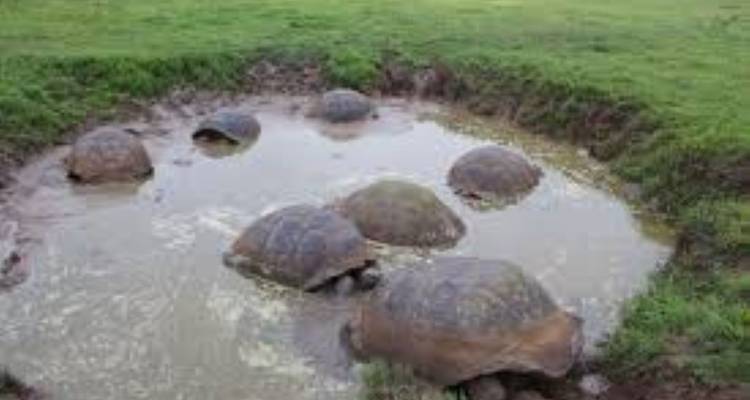 Several tortoises in a muddy water pit.