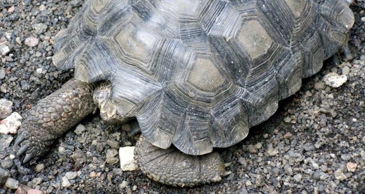 Tortoise shell on rocky terrain with some grass.