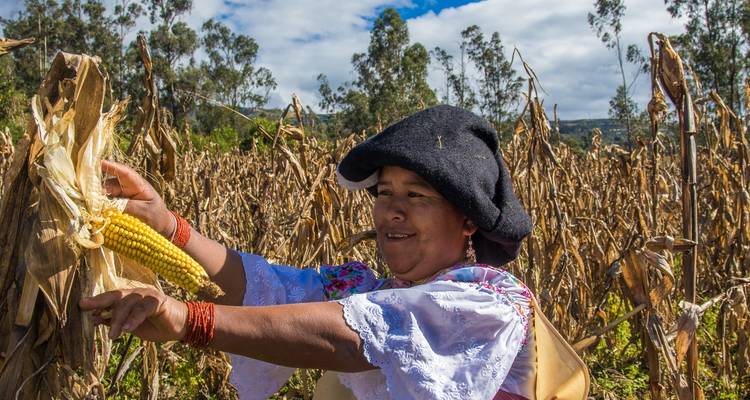 Femme récoltant du maïs dans un champ.