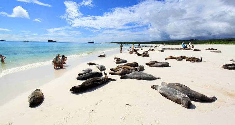 Seals and people on a sandy beach near turquoise water.