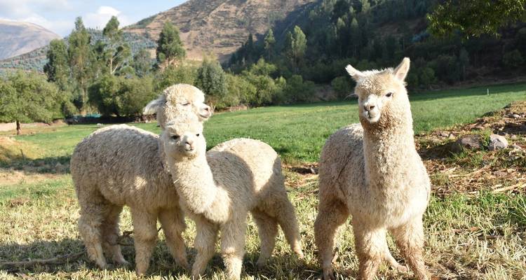 Drie alpaca's die op een groen veld staan met heuvels op de achtergrond.
