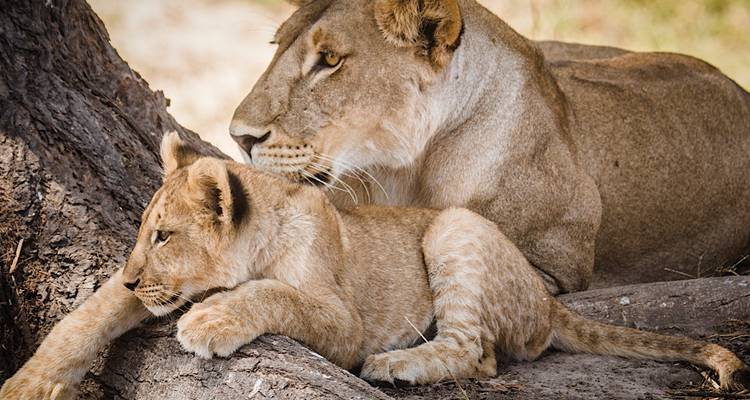 Leeuwin en welp rusten in de schaduw.
