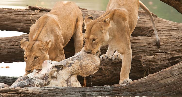Twee leeuwen die aan een karkas bij het water voeden.