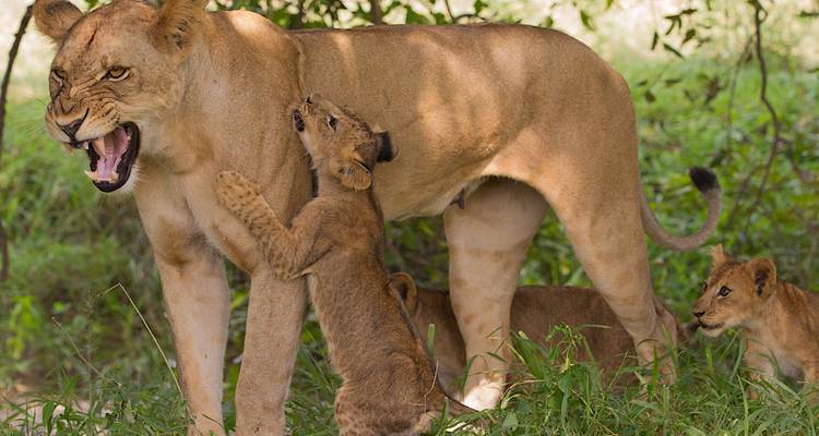 Leeuwin met welpen in het gras.