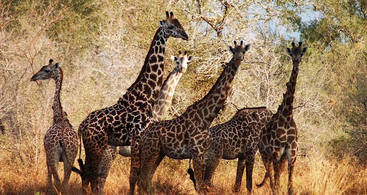 Groep giraffen in de wildernis.