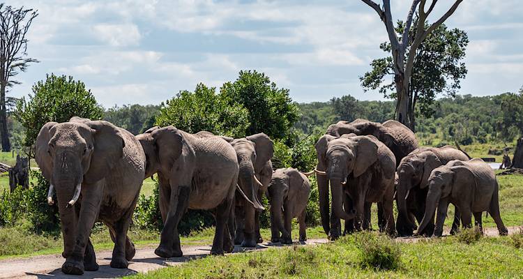Kudde olifanten die door de savanne loopt.