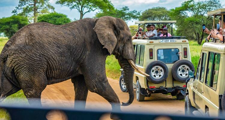 Massive elephant strides across safari track between two jeeps as tourists lean out with cameras