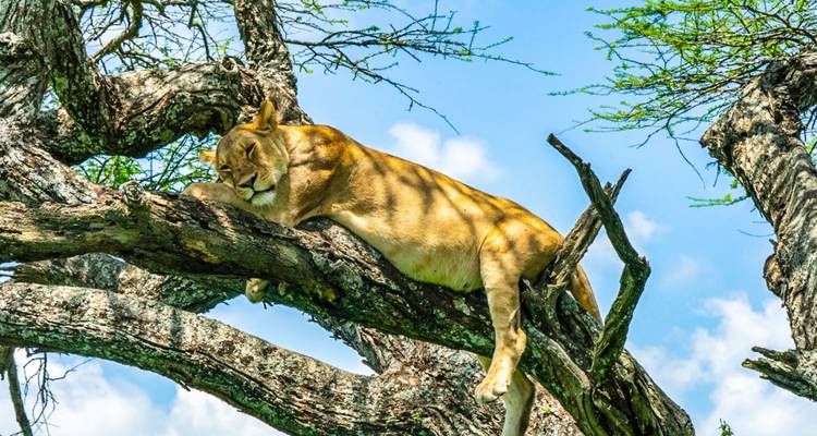Lioness naps draped over the branch of an acacia against a clear blue sky