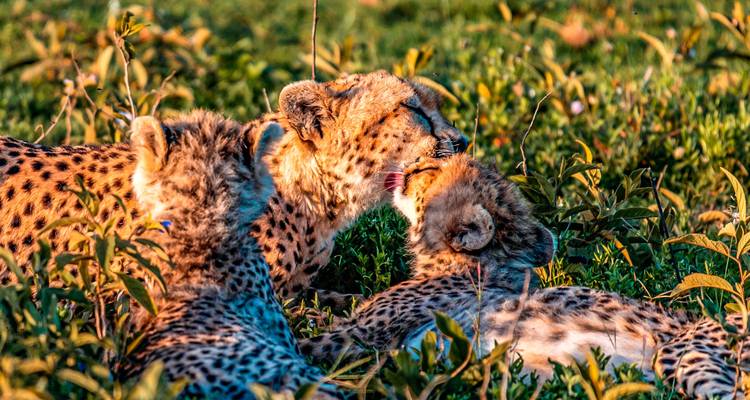 Three cheetah cubs grooming each other in low golden light among tall grass