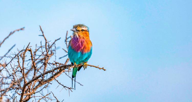Vivid lilac-breasted roller bird perches on thorny branch against clear sky