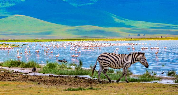 Solitary zebra walks beside sparkling lake filled with distant flamingos and backed by rolling green hills