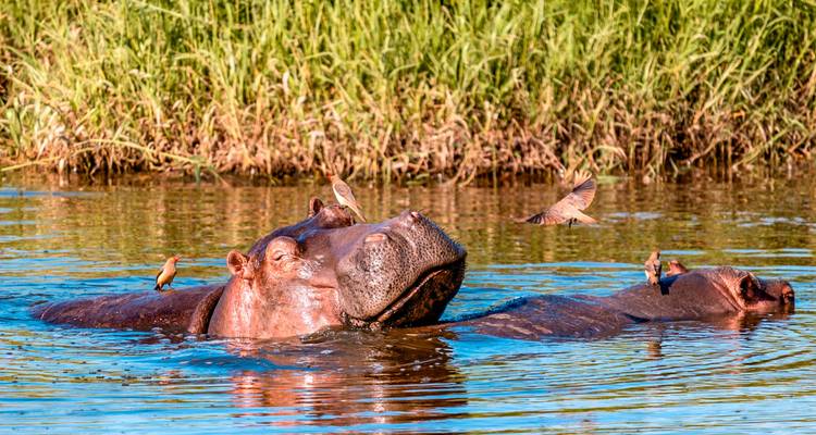 Hippos submerged in river water with oxpecker birds perched and flying around