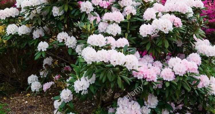 Sträucher mit hellrosa Blüten.