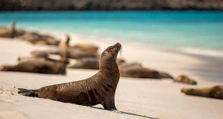 Otarie sur une plage avec de l'eau turquoise en arrière-plan.