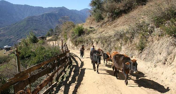 Ein Feldweg mit Menschen, die Vieh treiben, und Bergen im Hintergrund.