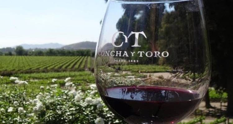 Gros plan d'un verre de vin avec vignoble en arrière-plan.