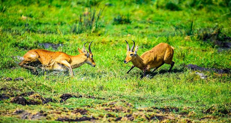 Twee antilopen in een weelderig groen veld.