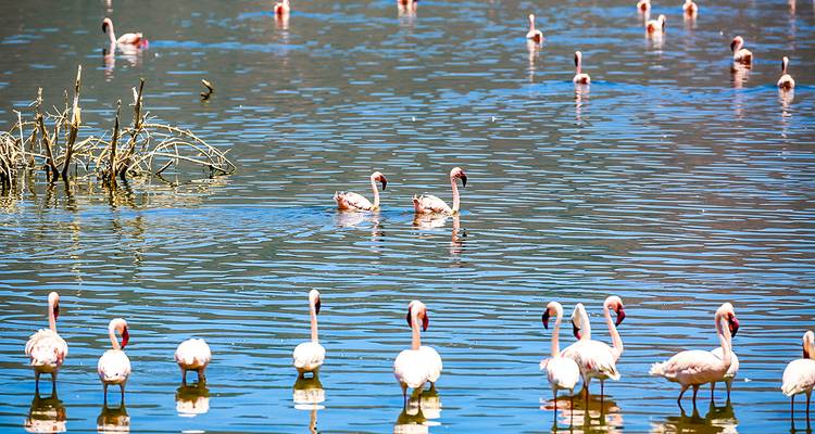 Verschillende flamingo's die in een waterpartij staan.