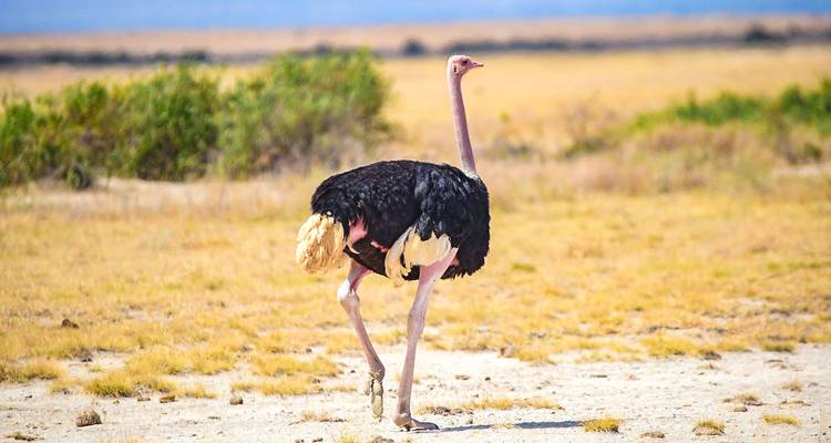 Struisvogel staand op een droge vlakte.