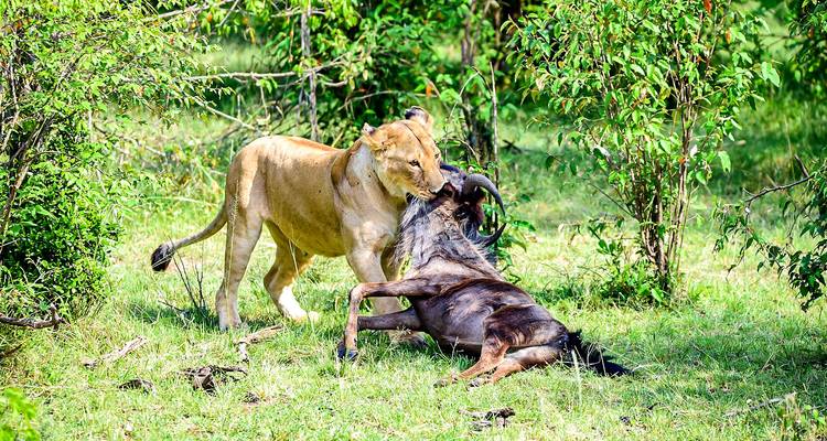 Leeuwin die een gnoe vangt in het gras.