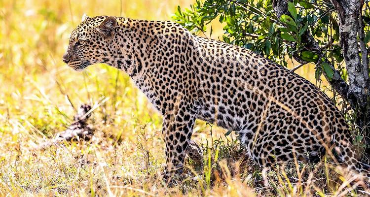Luipaard zittend in hoog gras.