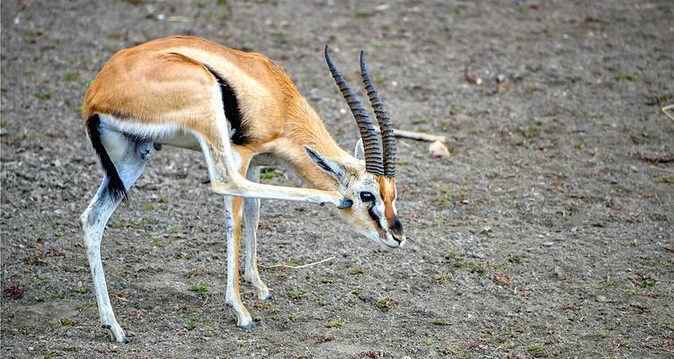 Antilope kratzt sich am Ohr auf einem Erdfeld.