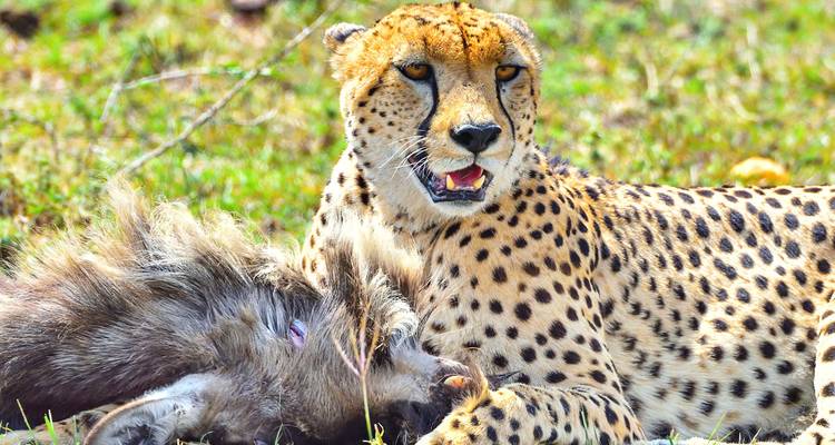 Gepard frisst Beute in einem grasbewachsenen Gebiet.