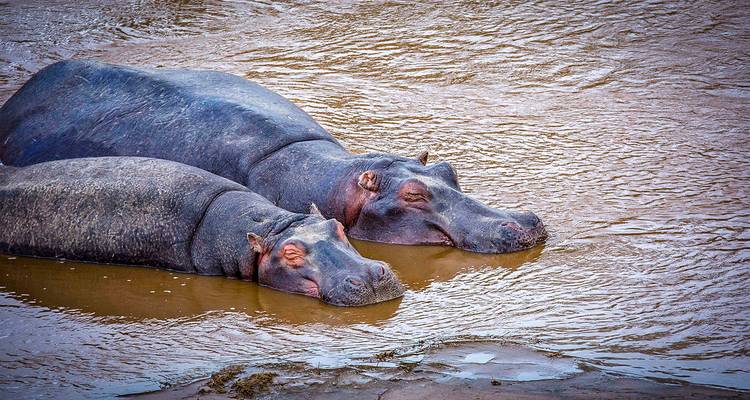 Zwei Nilpferde untergetaucht in schlammigem Wasser.