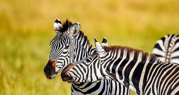 Zebras interagieren in einer grasbewachsenen Savanne.