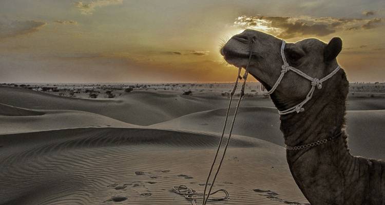 Silhouette of a camel in the desert during a dramatic sunset.